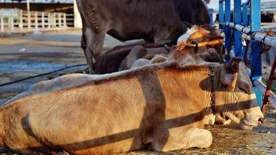 Şap hastalığı nedir?
