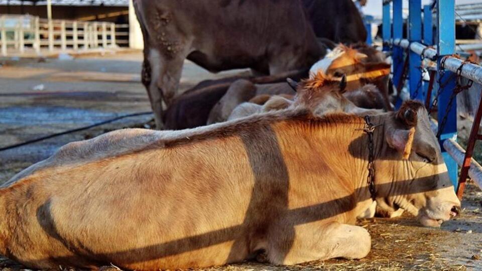 Şap hastalığı nedir?