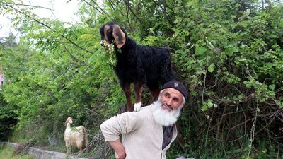 Keçilerini minibüsle gezdirip, omzunda taşıyor