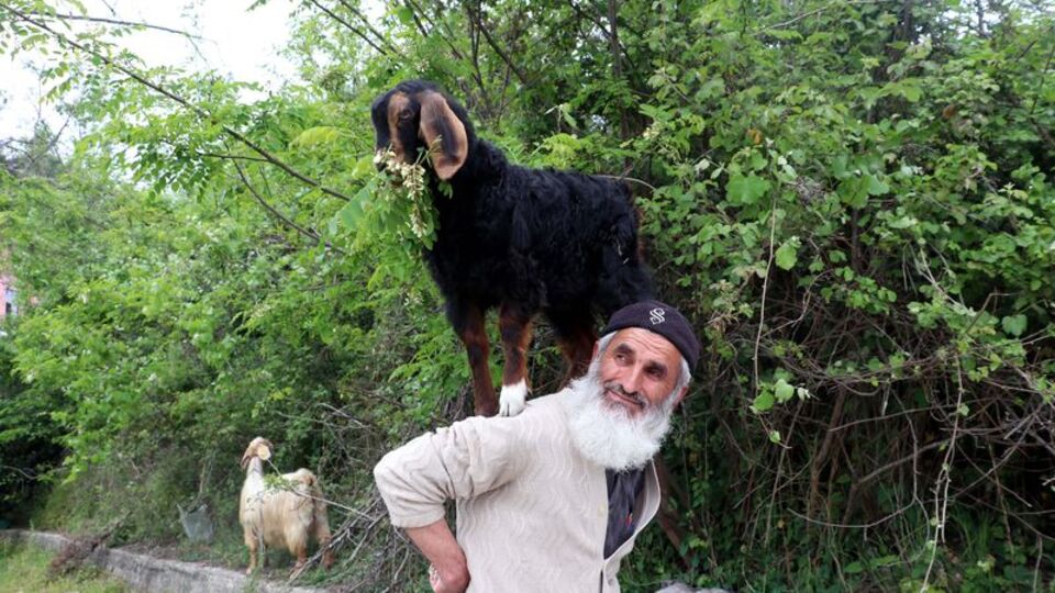 Keçilerini minibüsle gezdirip, omzunda taşıyor