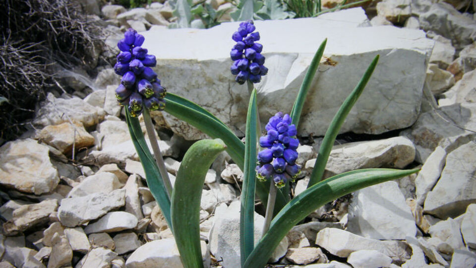 Sayıları giderek artıyor! Bayburt'ta keşfedildi