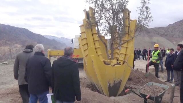 Yusufeli'nde o ağaçlar taşınıyor