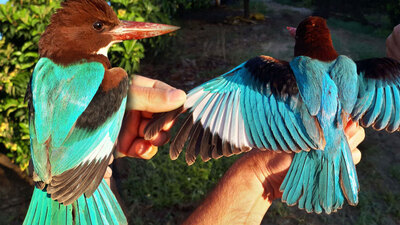 Antalya'da ilk kez görüntülendi