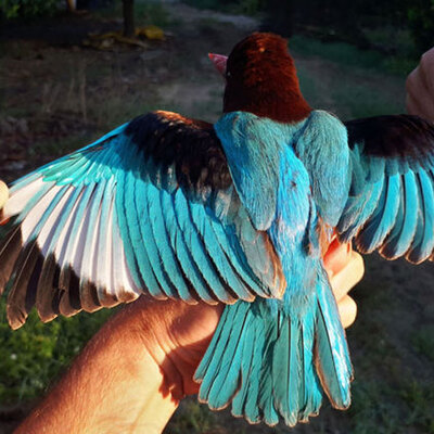 Antalya'da ilk kez görüntülendi