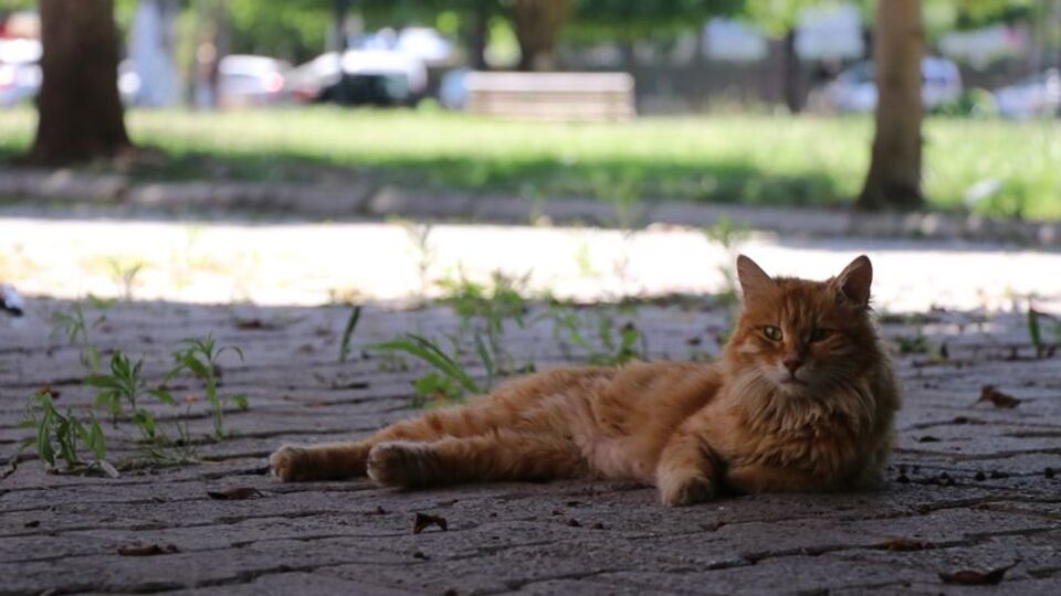 Sıcaklıklar artmaya devam ediyor