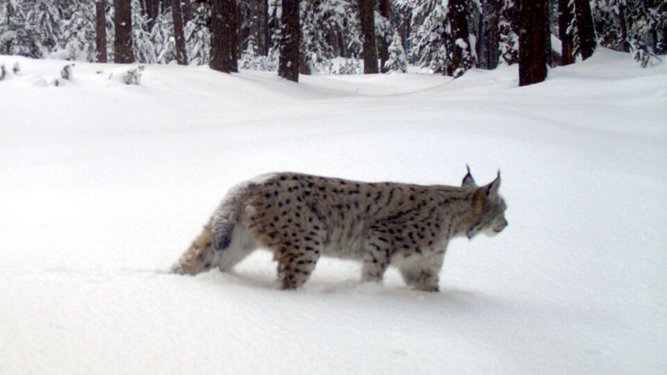 Yavruları için doğaya çıktılar