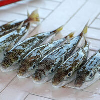 Bu balığı sakın yemeyin! Üç arkadaştan birinin durumu ağır!