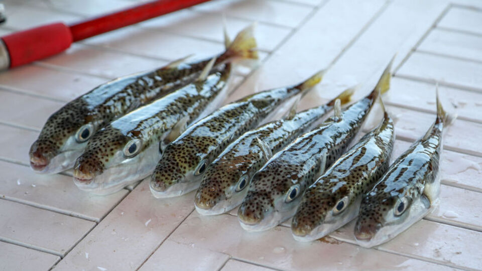 Bu balığı sakın yemeyin! Üç arkadaştan birinin durumu ağır!