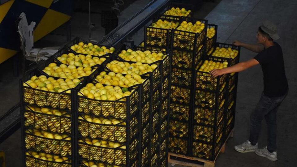 10 bin ton limon ihracatına izin