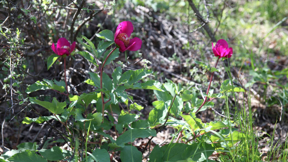 Sadece 10 gün yaşıyor! Koparmanın cezası parmak ısırtıyor!