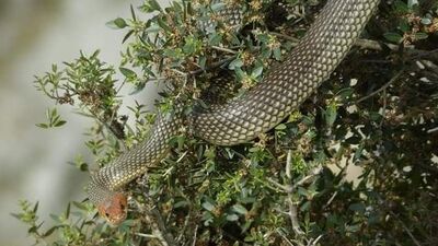 Vatandaşlara uyarı... Sakın öldürmeyin!