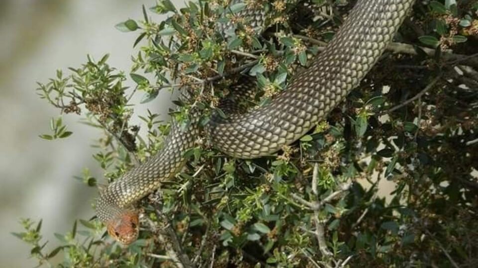 Vatandaşlara uyarı... Sakın öldürmeyin!