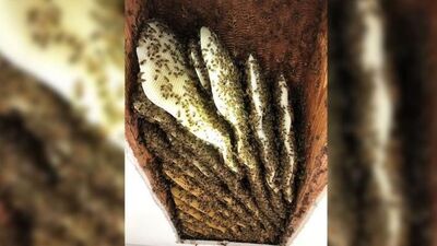 Sesten şüphelenip tavanı kırdı... Gözlerine inanamadı