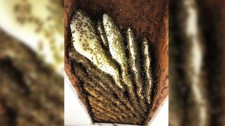 Sesten şüphelenip tavanı kırdı... Gözlerine inanamadı