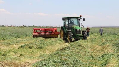 Pamuk tarlasında kaba yem üretimi