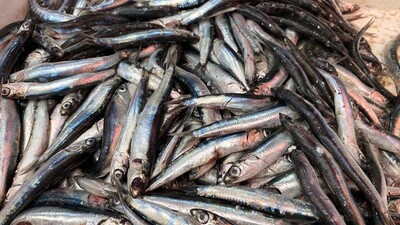 Su ürünü ihracatı katlandı