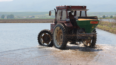 "Gönen pirinci"nde mesai başladı
