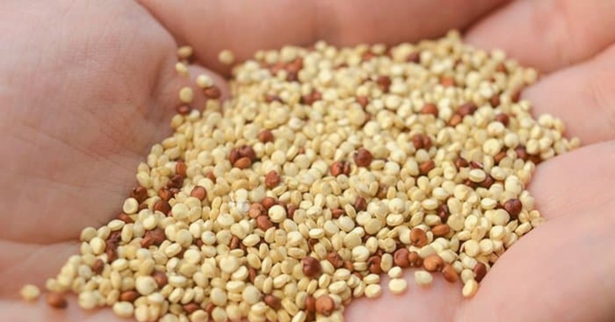 Kinoa nedir? Kinoanın faydaları nelerdir?