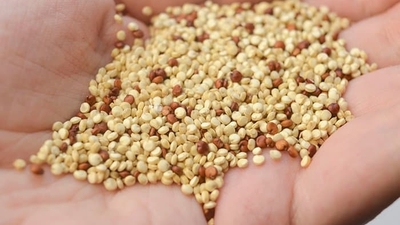 Kinoanın besin değerleri ve faydaları