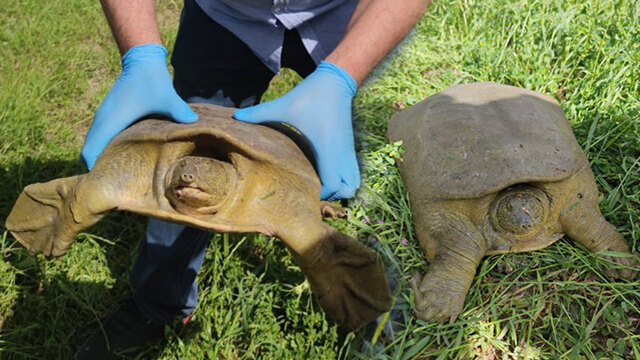 Jandarma buldu! Nesli tükeniyor