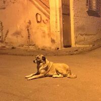 Mahallenin köpeğini bıçaklayıp öldürdü!