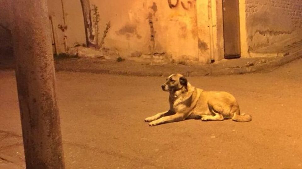 Mahallenin köpeğini bıçaklayıp öldürdü!