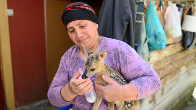 Öksüz karacaların 'Nimet annesi'