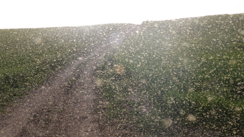 Çekirge ve yılandan sonra sarı sinek!