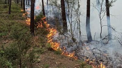 Bursa'da orman yangını!