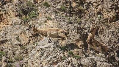 Koronavirüs nedeniyle doğa onlara kaldı