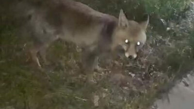 İftar sofrasına gelen tilkiyi beslediler