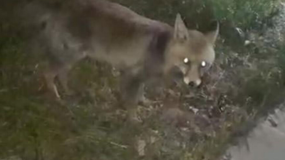 İftar sofrasına gelen tilkiyi beslediler