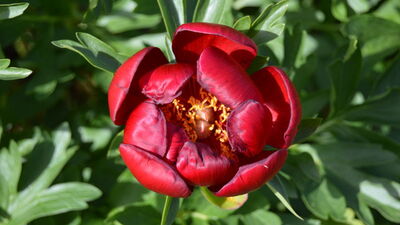 Sakın koparmayın! Fotokapanla takip ediliyor