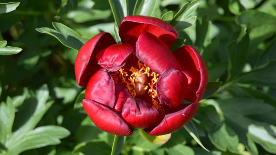 Sakın koparmayın! Fotokapanla takip ediliyor