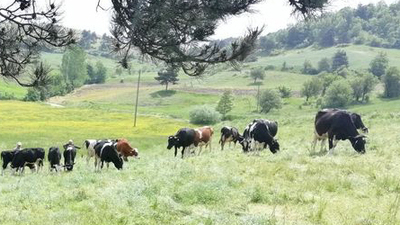 Satmak için tüfekle vurdular!