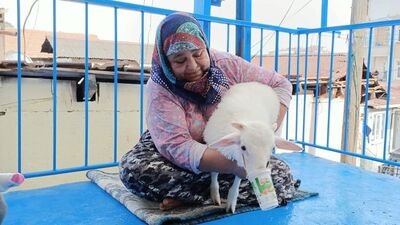 'Torunum' dediği kuzusuna maske yaptı