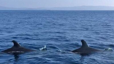 Kuzey Ege'de bir ilk!