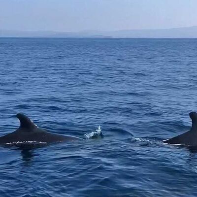 Kuzey Ege'de bir ilk!