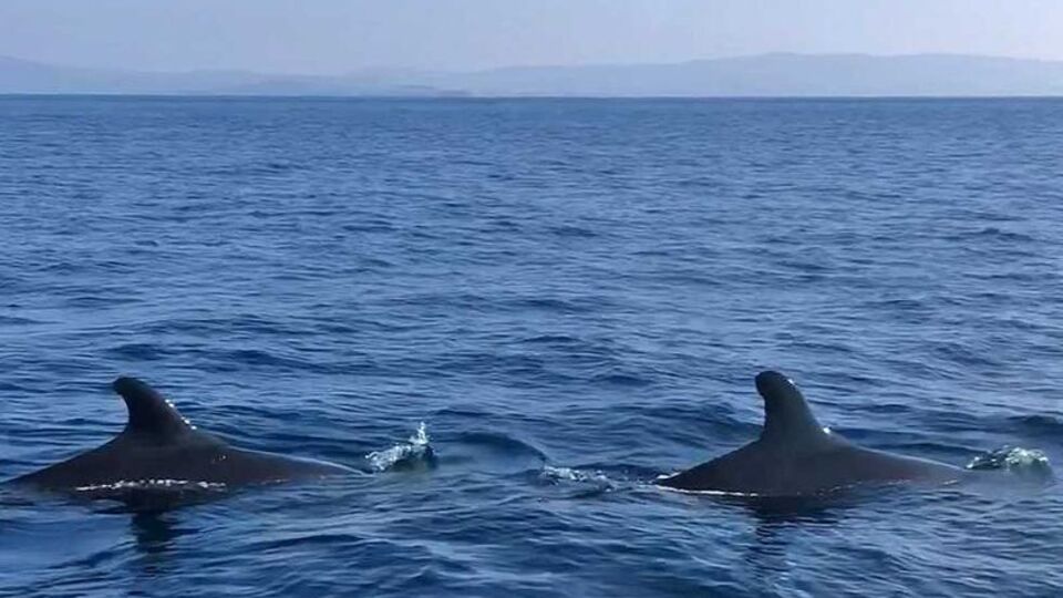 Kuzey Ege'de bir ilk!