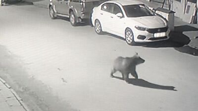 Sokaklarda dolaşırken görüntülendi