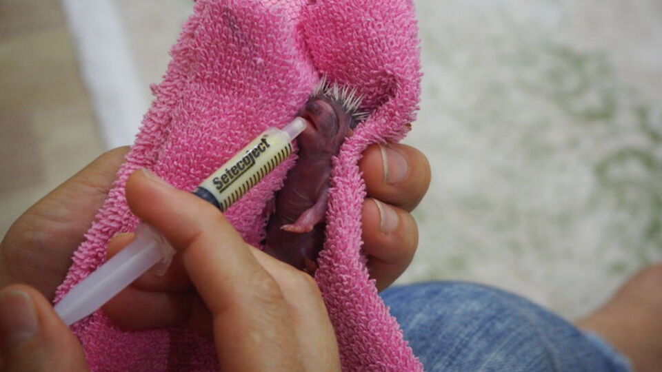 Evlerinin bahçesini temizlerken buldular...