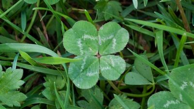 Dört yapraklı yonca ve şans hikayesi