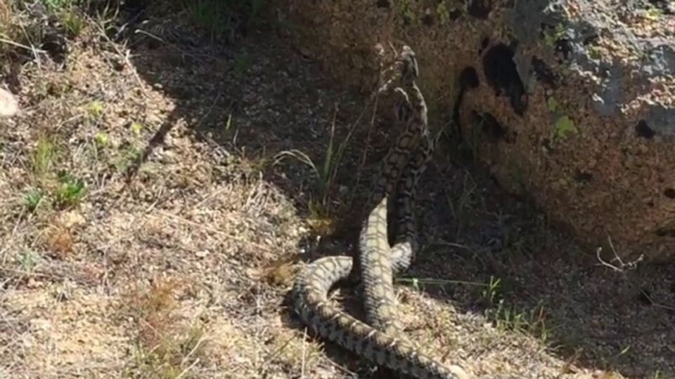 Yılanların dansı böyle görüntülendi