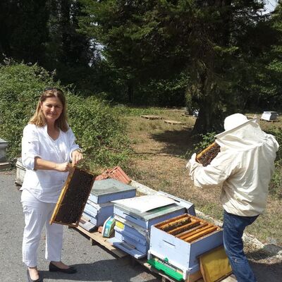 Dikkat! Uzmanlar uyardı! Sahte propolis piyasada!