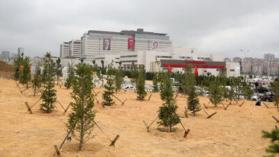 Hayatı simgeleyen iki ağaç: çam ve sakura