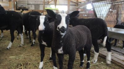 "Sahip olan kişiyi zengin ediyor" Siparişlere yetişemiyor