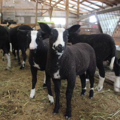 "Sahip olan kişiyi zengin ediyor" Siparişlere yetişemiyor