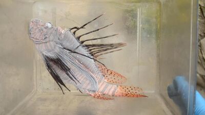 Teknenin altını temizlerken gördü!