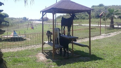 Aspendos Antik Kenti keçilere kaldı