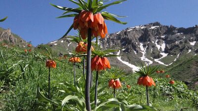 Onları görebilmek için 3 bin rakımlı yaylaya çıkıyorlar